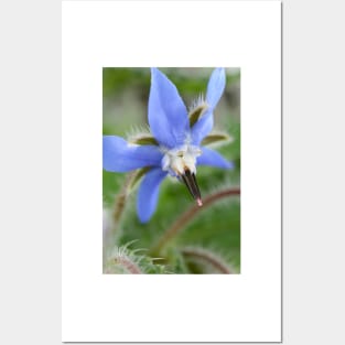 Borago officinalis  Borage Posters and Art